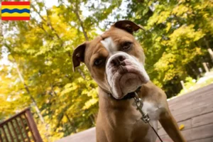 Mehr über den Artikel erfahren Olde English Bulldogge Züchter und Welpen in Overijssel