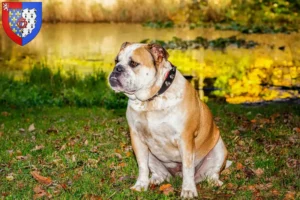 Mehr über den Artikel erfahren Olde English Bulldogge Züchter und Welpen in Pays de la Loire