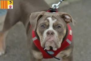 Mehr über den Artikel erfahren Olde English Bulldogge Züchter und Welpen in der Provence-Alpes-Côte d’Azur