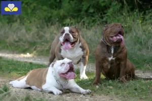 Mehr über den Artikel erfahren Olde English Bulldogge Züchter und Welpen in Region Brüssel-Hauptstadt