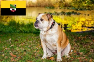 Mehr über den Artikel erfahren Olde English Bulldogge Züchter und Welpen in Sachsen-Anhalt