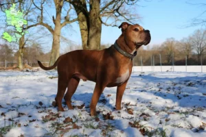 Mehr über den Artikel erfahren Olde English Bulldogge Züchter und Welpen in Sjælland