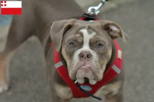 Mehr über den Artikel erfahren Olde English Bulldogge Züchter und Welpen in Utrecht