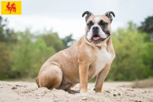 Mehr über den Artikel erfahren Olde English Bulldogge Züchter und Welpen in Wallonische Region