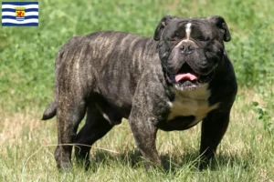 Mehr über den Artikel erfahren Olde English Bulldogge Züchter und Welpen in Zeeland