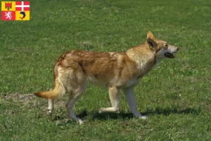 Mehr über den Artikel erfahren Saarloos-Wolfhund Züchter und Welpen in Auvergne-Rhône-Alpes