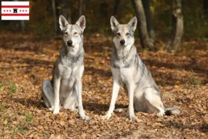 Mehr über den Artikel erfahren Saarloos-Wolfhund Züchter und Welpen in Drenthe