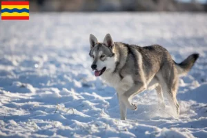 Mehr über den Artikel erfahren Saarloos-Wolfhund Züchter und Welpen in Overijssel