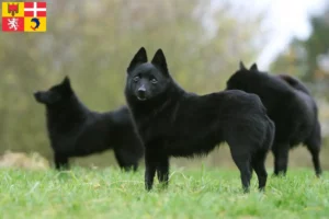 Mehr über den Artikel erfahren Schipperke Züchter und Welpen in Auvergne-Rhône-Alpes