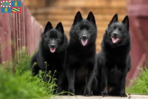 Mehr über den Artikel erfahren Schipperke Züchter und Welpen in Bourgogne-Franche-Comté