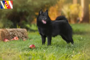 Mehr über den Artikel erfahren Schipperke Züchter und Welpen in Grand Est