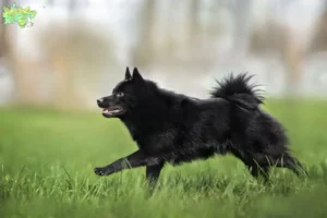 Mehr über den Artikel erfahren Schipperke Züchter und Welpen in Midtjylland