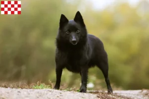 Mehr über den Artikel erfahren Schipperke Züchter und Welpen in Nordbrabant