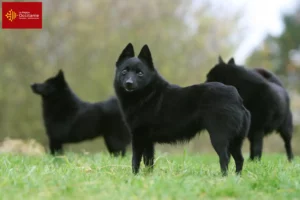 Mehr über den Artikel erfahren Schipperke Züchter und Welpen in Okzitanien