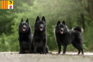 Mehr über den Artikel erfahren Schipperke Züchter und Welpen in der Provence-Alpes-Côte d’Azur