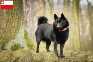 Mehr über den Artikel erfahren Schipperke Züchter und Welpen in Utrecht