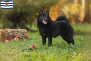 Mehr über den Artikel erfahren Schipperke Züchter und Welpen in Zeeland