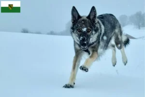 Mehr über den Artikel erfahren Sylvan Companion Dog Züchter und Welpen in Sachsen