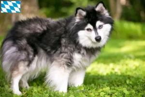 Mehr über den Artikel erfahren Alaskan Klee Kai Züchter und Welpen in Bayern