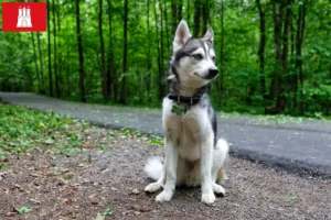 Mehr über den Artikel erfahren Alaskan Klee Kai Züchter und Welpen in Hamburg