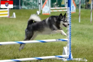 Mehr über den Artikel erfahren Alaskan Klee Kai Züchter und Welpen in Hessen