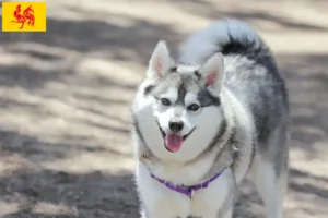 Mehr über den Artikel erfahren Alaskan Klee Kai Züchter und Welpen in Wallonische Region