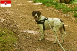 Mehr über den Artikel erfahren Altdänischer Vorstehhund Züchter und Welpen in Brandenburg