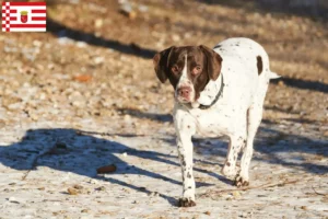 Mehr über den Artikel erfahren Altdänischer Vorstehhund Züchter und Welpen in Bremen