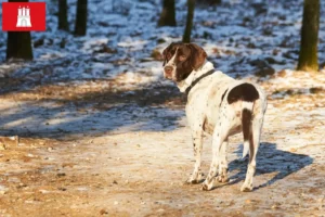 Mehr über den Artikel erfahren Altdänischer Vorstehhund Züchter und Welpen in Hamburg