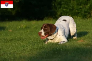 Mehr über den Artikel erfahren Altdänischer Vorstehhund Züchter und Welpen in Hessen