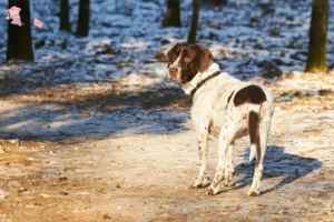 Mehr über den Artikel erfahren Altdänischer Vorstehhund Züchter und Welpen in Hovedstaden