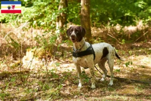 Mehr über den Artikel erfahren Altdänischer Vorstehhund Züchter und Welpen in Mecklenburg-Vorpommern