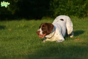 Mehr über den Artikel erfahren Altdänischer Vorstehhund Züchter und Welpen in Midtjylland