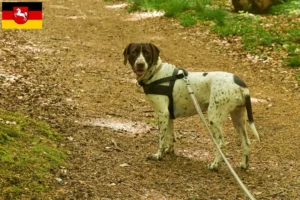 Mehr über den Artikel erfahren Altdänischer Vorstehhund Züchter und Welpen in Niedersachsen