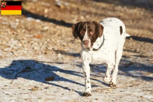 Mehr über den Artikel erfahren Altdänischer Vorstehhund Züchter und Welpen in Rheinland-Pfalz