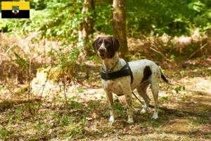 Mehr über den Artikel erfahren Altdänischer Vorstehhund Züchter und Welpen in Sachsen-Anhalt