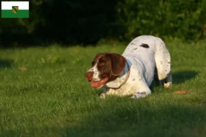 Mehr über den Artikel erfahren Altdänischer Vorstehhund Züchter und Welpen in Sachsen