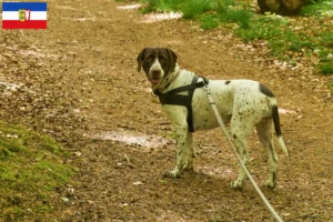 Mehr über den Artikel erfahren Altdänischer Vorstehhund Züchter und Welpen in Schleswig-Holstein