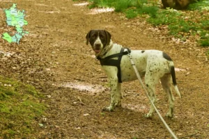 Mehr über den Artikel erfahren Altdänischer Vorstehhund Züchter und Welpen in Sjælland