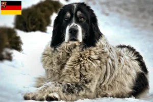 Mehr über den Artikel erfahren Ciobănesc Românesc de Bucovina Züchter und Welpen in Rheinland-Pfalz