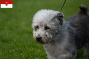 Mehr über den Artikel erfahren Irish Glen of Imaal Terrier Züchter und Welpen in Brandenburg