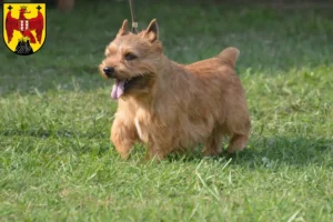 Mehr über den Artikel erfahren Irish Glen of Imaal Terrier Züchter und Welpen im Burgenland