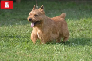 Mehr über den Artikel erfahren Irish Glen of Imaal Terrier Züchter und Welpen in Hamburg