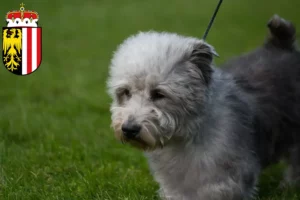 Mehr über den Artikel erfahren Irish Glen of Imaal Terrier Züchter und Welpen in Oberösterreich