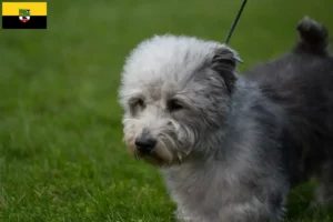 Mehr über den Artikel erfahren Irish Glen of Imaal Terrier Züchter und Welpen in Sachsen-Anhalt