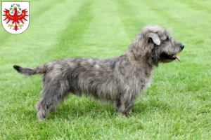 Mehr über den Artikel erfahren Irish Glen of Imaal Terrier Züchter und Welpen in Tirol