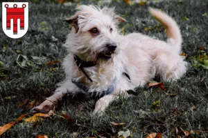 Mehr über den Artikel erfahren Irish Glen of Imaal Terrier Züchter und Welpen in Vorarlberg