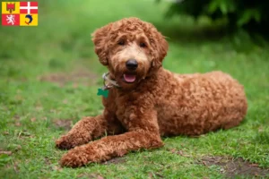 Mehr über den Artikel erfahren Labradoodle Züchter und Welpen in Auvergne-Rhône-Alpes