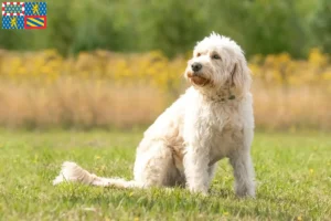 Mehr über den Artikel erfahren Labradoodle Züchter und Welpen in Bourgogne-Franche-Comté