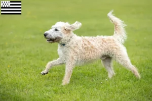 Mehr über den Artikel erfahren Labradoodle Züchter und Welpen in der Bretagne